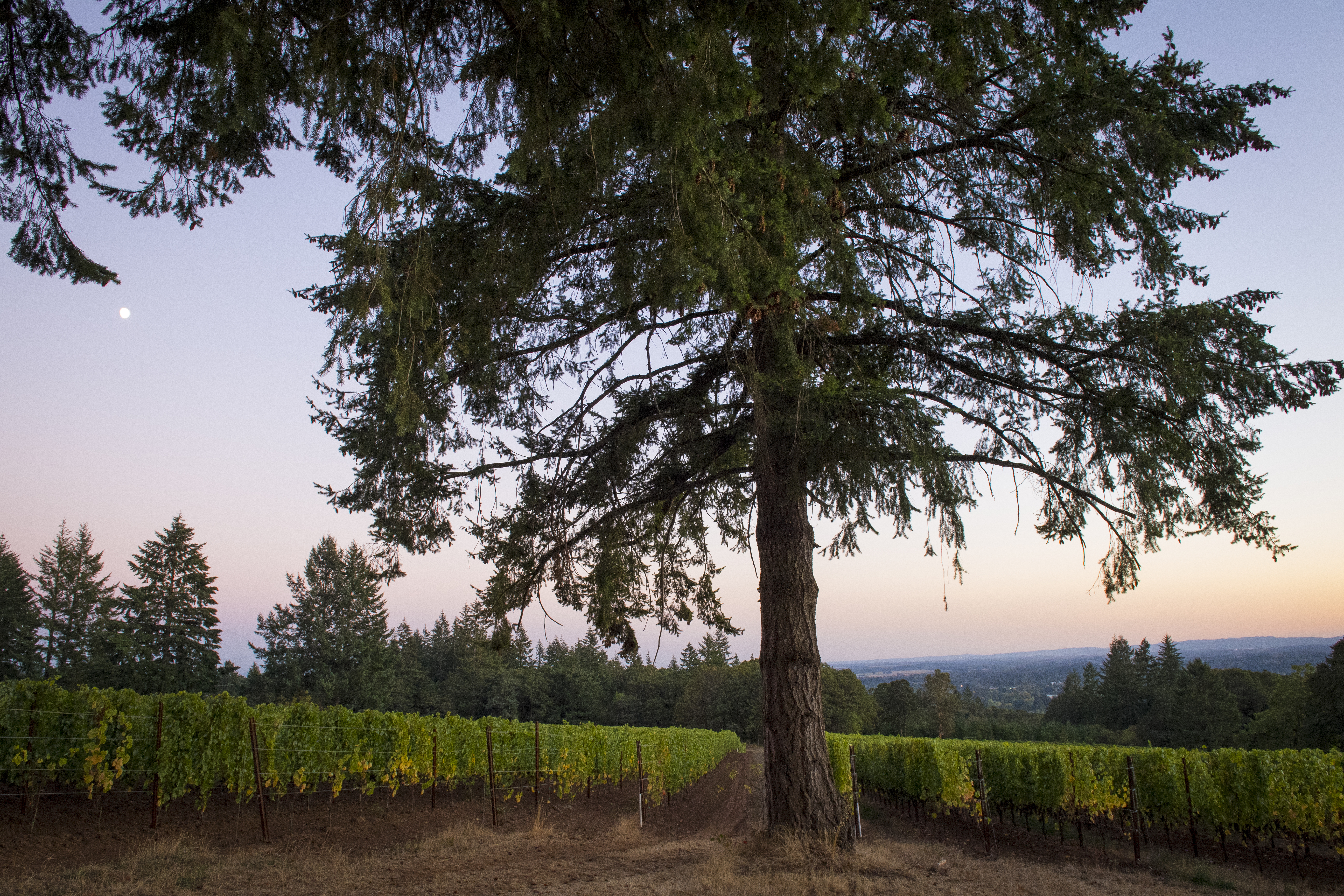 Rain dance vineyards